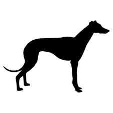  adesivo cane levriero  dog