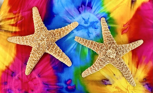 Beautiful starfish giant - (2),