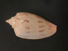 Conchiglia Shell Voluta AMORIA HUNTERI  mm 120,5  Australia