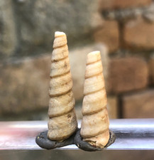 17 Carat Fossil Gastropod