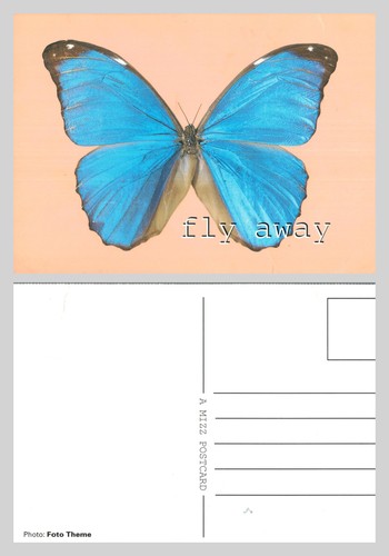 Postcard blue butterfly - postcard,