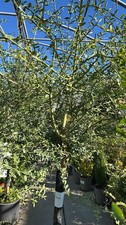 Pianta limone caviale - pianta,