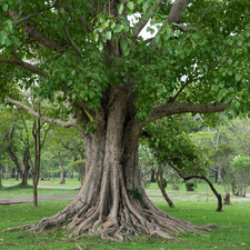 Ficus religiosa buddha tree - religiosa,,