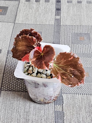 Begonia semperflorens rosa