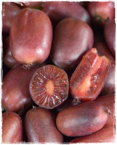 Pianta mini kiwi - di,