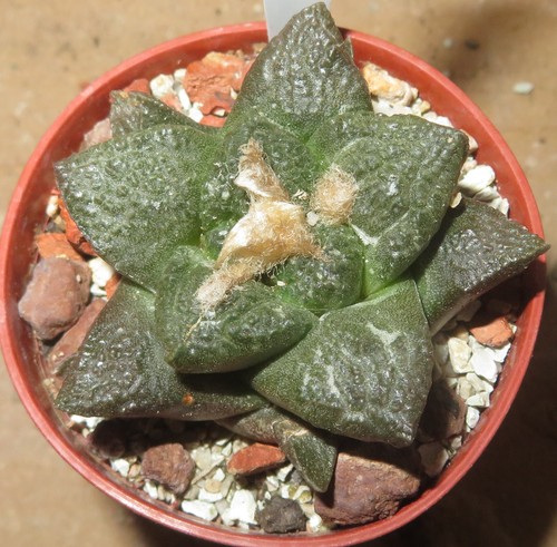 Ariocarpus fiss mm134 - ariocarpus, fiss.