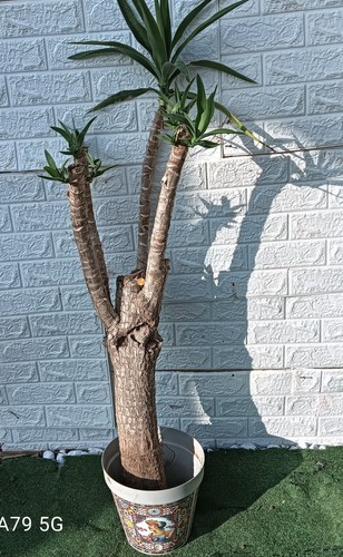 Jucca elefantina - jucca,