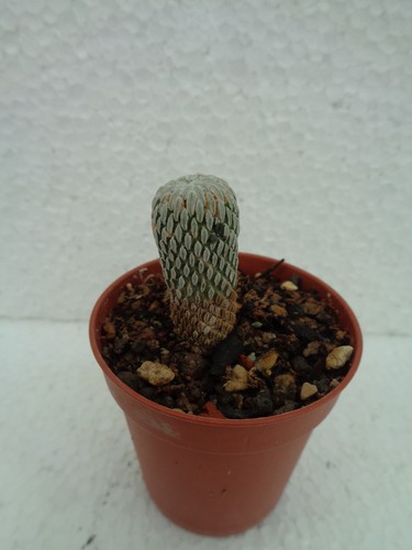 Pelecyphora aselliformis - , we