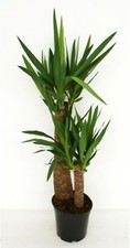 Yucca Tronchetto della