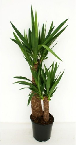 Yucca tronchetto della - tronchetto,