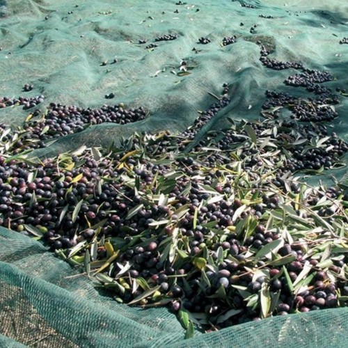 Rete raccolta olive 8x12 - rete,