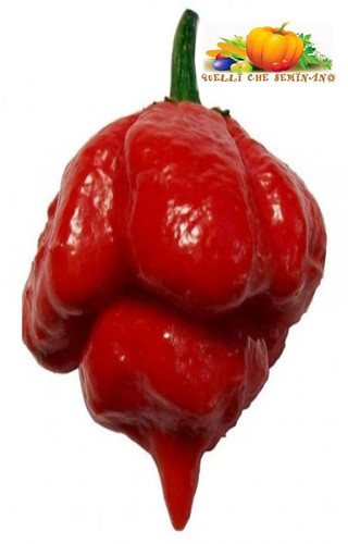 Semi trinidad moruga - 20, di