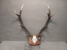 Trofeo Corna Di Cervo Con