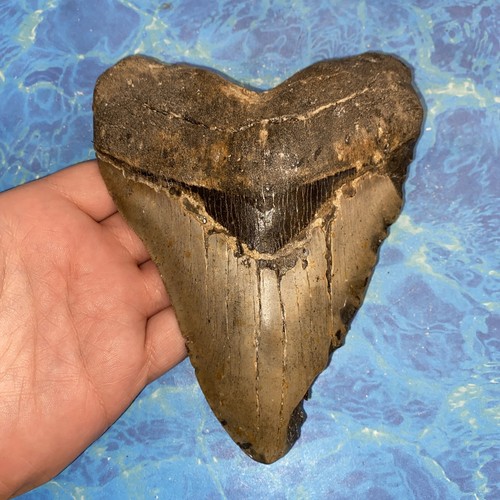 Megalodonte dente squalo - dente, di