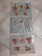 3 TAVOLE SCIENTIFICA A RILIEVO CORPO UMANO TAV.  RICO FIRENZE Rigida Vintage 70