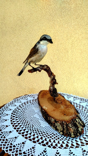Trofeo caccia esemplare - di,