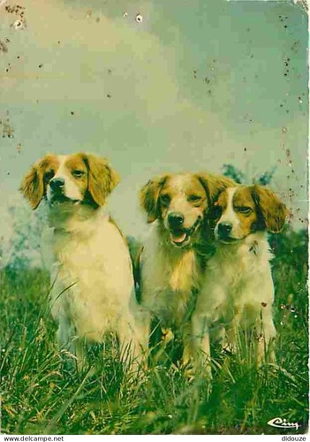 Postcard animals dogs - postcard,