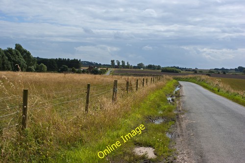 Photo 12x8 cut lane primrose - 12x8,