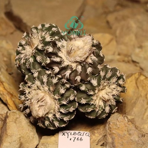 Pianta rara cm discocactus - pianta,