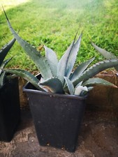 Agave Scabra
