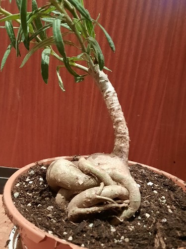 Pachypodium succulentum con - pachypodium,
