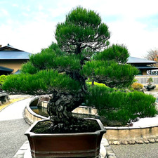 20 JAPANESE BLACK PINE TREE