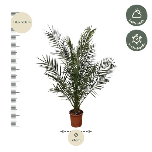 Phoenix canariensis palma - , da