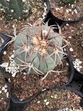 Rara pianta succulenta