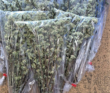 Origano Selvatico Bio