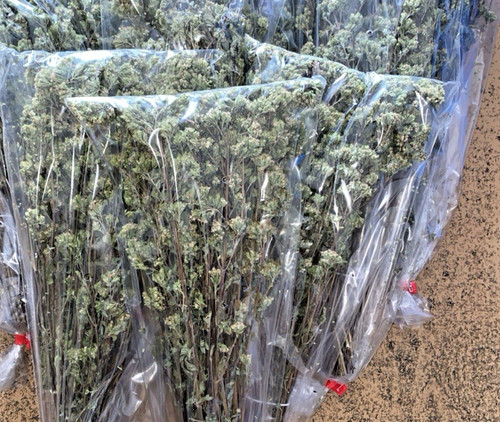 Origano selvatico bio - selvatico,