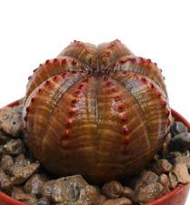 Euphorbia obesa SELEZIONATO 86W - Pianta da baseball | Palla euforbia