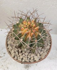 Gymnocalycium schickendantzii variegated Pøt 12cm