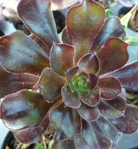 Vaso pianta aeonium - vaso, di
