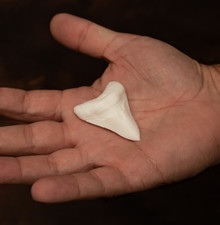 Great White Shark tooth