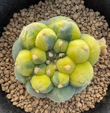 Caci WYSIWYG Boutique