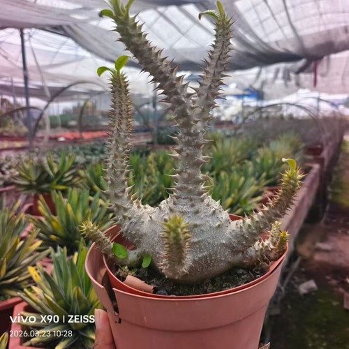 Rara pianta cactus - rara, di
