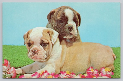 Cartolina bulldog inglese - cartolina,
