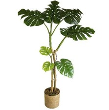 Monstera Filodendro Pianta