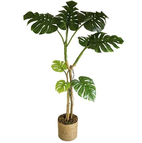 Monstera filodendro pianta - monstera,