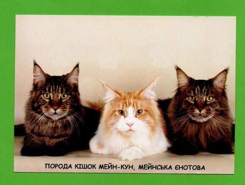 Cartolina ucraina 2022 gatto - cartolina,