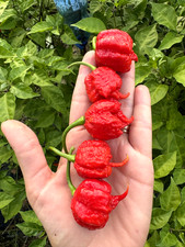 10 semi di peperoncino