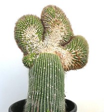 Carnegiea polylopha SAGUARO