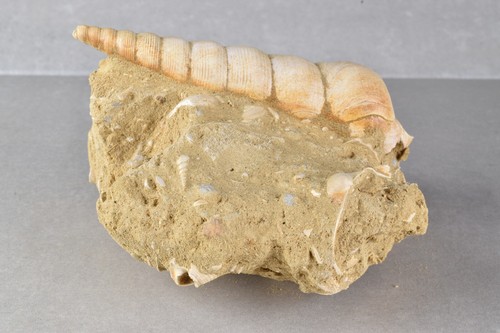 Guscio turritella fossile - turritella,
