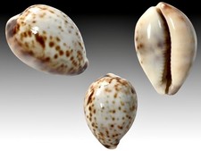 Cypraea tigris pardalis