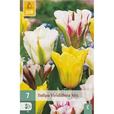 Bulbi di Tulipano Viridiflora Mix - Olandesi a fioritura garantita (7 pz)