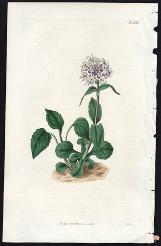 1803 curtis rivista botanica - 1803,