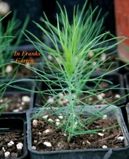 Pino delle Canarie, Pinus