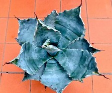 Agave colorata 4cm | Ash agave