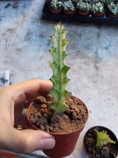 Euphorbia trigona crema menta - trigona,