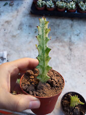 Euphorbia Trigona Crema Menta